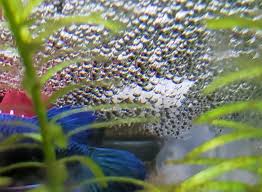 Female Betta Bubble Nest And Eggs My Aquarium Club