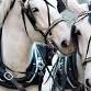 Horse-Drawn Carriage Rides