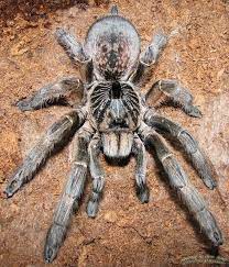 Ceratogyrus marshalli (straight horned baboon tarantula) what sets this species apart from most, and makes it unique to many collections, is the black horn that grows in the center of its carapace. Ceratgyrus Marshalli Great Horned Baboon Tarantula Wanted List Arachnids Spiders Arachnids Spider