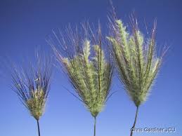 Image result for Dichanthium sericeum