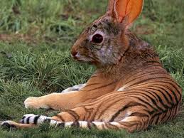 15 hybrid animals born in the land of photoshop demilked. 35 Funny Animal Photo Manipulations Naldz Graphics