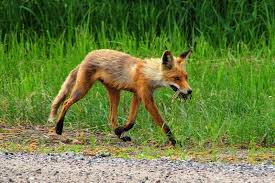 Rabid Fox Bites an Elderly Woman & 2 Kids in Upstate New York