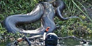 Penemuan ular terbesar di dunia. Pin On Hewan Terbesar
