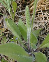 Image result for Plantago