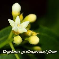 Image result for Strychnos matopensis