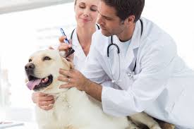 Is there an emergency vet in your area? Emergency Vet Near Me