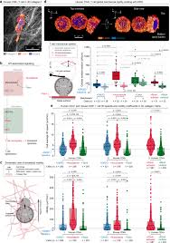 Check spelling or type a new query. Engineering T Cells To Enhance 3d Migration Through Structurally And Mechanically Complex Tumor Microenvironments Nature Communications