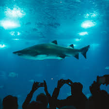 meet a real shark expert virtual tour