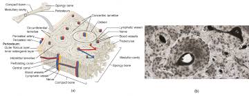 Many tiny cells called osteocytes live in small spaces in the matrix and help to maintain the strength and integrity of the compact bone. Bone Structure Anatomy And Physiology I