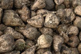 Image result for sugar beet