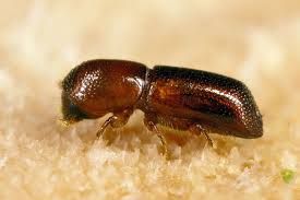 Image result for Blotiella natalensis