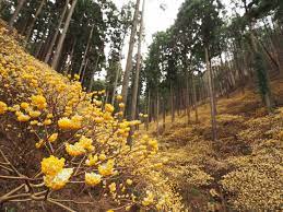 焼 森山 ミツマタ 群 生地