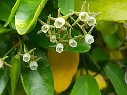 Image result for Cynanchum mossambicense