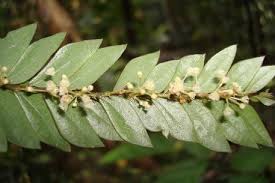 Image result for Anisophylleaceae