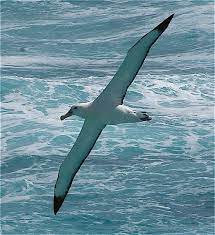 Check spelling or type a new query. Albatrosses Parks And Wildlife Service