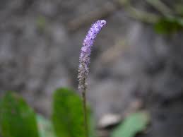 Image result for Aponogetonaceae