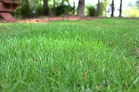 Today, there are as many as a dozen varieties easily available to the consumer. Zoysia Grass Planting Care And Maintenance Garden Mandy