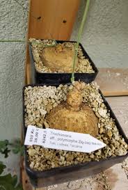 Image result for Trochomeria