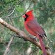 Northern cardinal