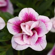 Image result for foto Million Bells