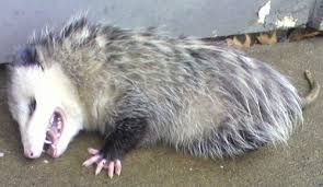 However, when threatened, the possum can attack so you need to consider this if you want to rear one as a pet. Opossum In My Bathroom What To Do