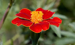 Image result for Tagetes patula