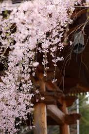 雾失楼台 月迷津渡 桃源望断无寻处 可堪 flower garden beautiful flowers flowers