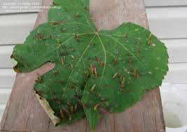Old westminster is a maryland winery & vineyard that makes noteworthy wines. Bug Pictures Grape Tube Gallmaker Cecidomyia Viticola By Sallyg