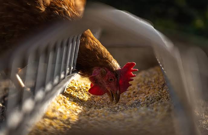 Ayam kampung sehat setelah vaksinasi