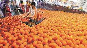 4,399 free images of orange fruit. Oranges Why You Shouldn T Avoid Them This Winter Lifestyle News The Indian Express