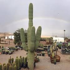 The mojave desert is locally referred to as the high desert, and occupies a significant portion of southeastern california and smaller parts of central california, southern nevada, and northwestern arizona, in the united states. Cactus Joe S Cactusjoes Twitter