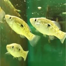Browse 7,876 florida fish stock photos and images available, or search for dolphin or sea turtle to find more. Fish Florida Flag Fish Living Ponds