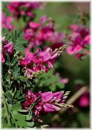 Indigostrauch Indigofera Heterantha Gunstig Online Kaufen Mein Schoner Garten Shop