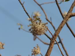 Image result for Gnidia goetzeana