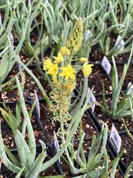 Image result for Bulbine favosa
