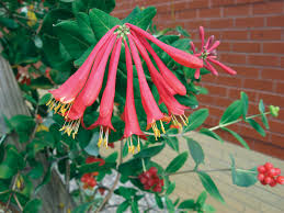 Maybe you would like to learn more about one of these? Regional Native Plant Campaigns Plant Virginia Natives