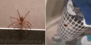 Uk spiders will often enter our homes in search of somewhere warm to shelter, especially in autumn and winter. Aussie Bloke Lets Spider Take On Cockroach After Finding Both In Bathroom
