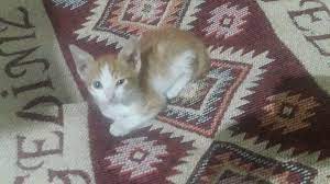 yalova merkez de yavru kedi sahiplendirilecektir sanirim 1 aylik var yok daha kucuk oldugu icin cinsiyeti hakkinda fikir sahibi degili yavru kediler kedi oya