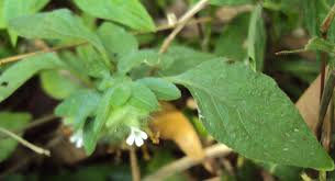 Image result for Phaulopsis imbricata