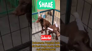 No doberman pinschers for adoption in north carolina. Red Female Doberman For Sale 07 2021