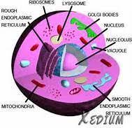 Maybe you would like to learn more about one of these? Animal Cell Model Labeled Bing Images Animal Cell Project Animal Cell Model Project Cell Model Project