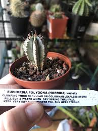 Euphorbia Polygona Horrida Variety Acq 8 3 19 Kaktus Sukkulenten Garten