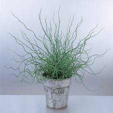 Image result for Juncus