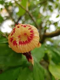 Image result for Napoleonaea