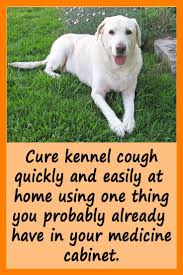 How I Cured My Dog S Kennel Cough Dog Cough Remedies Dog Coughing Kennel Cough Treatment