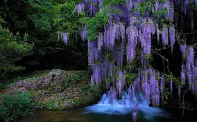 Maybe you would like to learn more about one of these? Hd Wallpaper Flowers Wisteria Earth Purple Flower Stream Tree Waterfall Wallpaper Flare