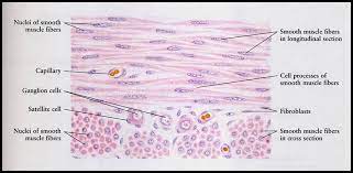 Inner longitudinal smooth muscle bundles layer in ureter and #2. Cardiac Muscle Diagram Labeled Shefalitayal