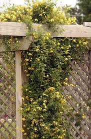 Image result for Clematis costata