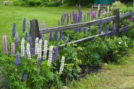 Aber wann blühen nun eigentlich welche blumen? Lupine Pflegen Giessen Schneiden Krankheiten Und Mehr