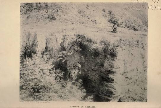 Hunting in Dehradun in ~1887 Reference : Tiger-shooting in the Doon and Ulwar : with life in India / by J.C. Fife-Cookson ; with numerous illustrations by E. Hobday, from sketches by the author